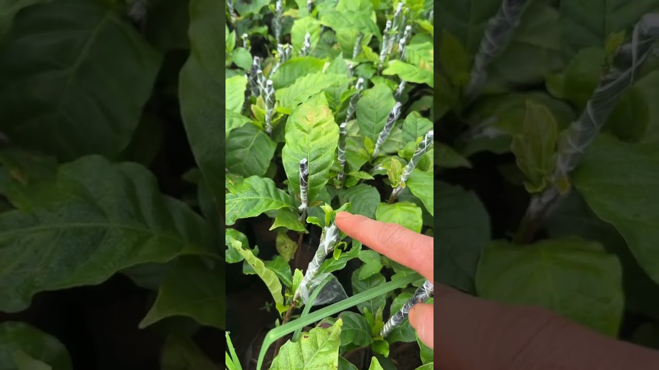 Caffw ghép mắt loại giống HQ1 call 0966462179 #caffe #viral #caygiong #hq1 #daklak47 #lamdong
