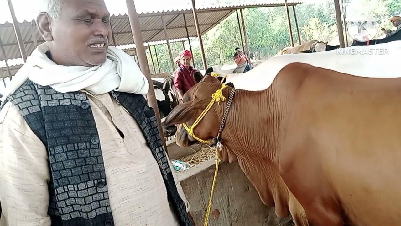 चौसा पशु मंडी से नई वीडियो 10.12.2025