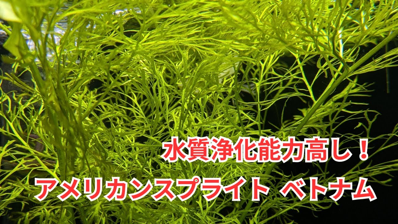 なかなかの水質浄化能力を持つ「アメリカンスプライト  ベトナム」をご紹介！