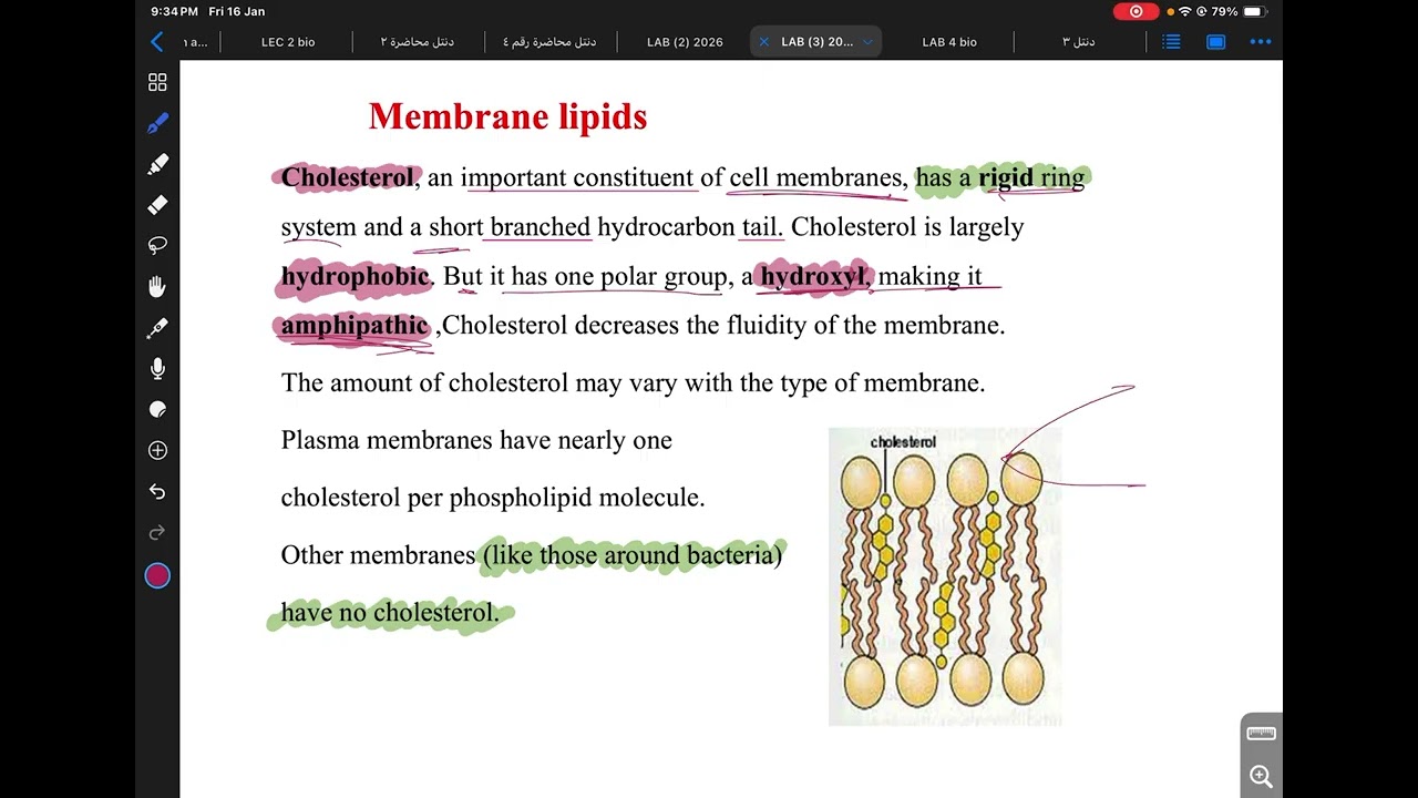 Medical biology / lab.3 / cell membrane مرحلة اولى