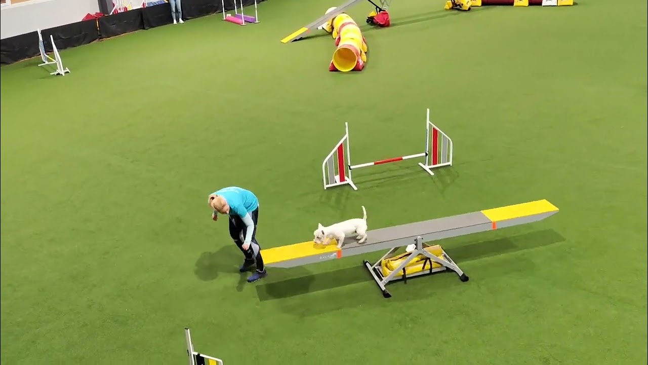 SameFire DogTales 2024.12.28.