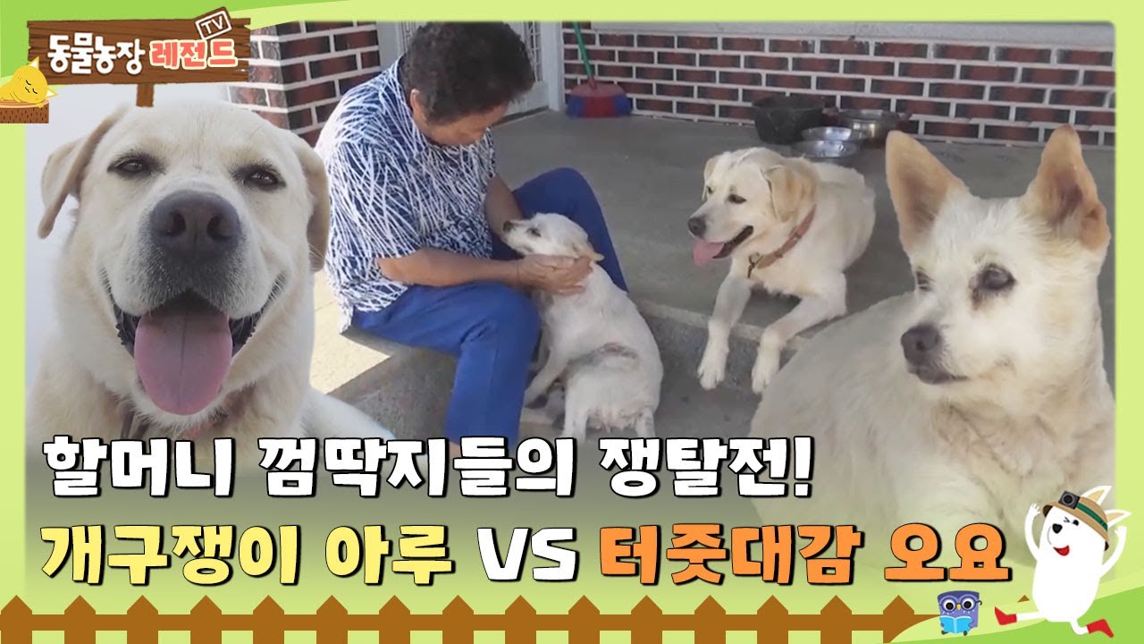 [TV 동물농장 레전드] 할머니의 애정을 얻기 위한 쟁탈전!  ‘개구쟁이 아루 VS 터줏대감 오요’ 풀버전 다시 보기 I TV동물농장 (Animal Farm) | SBS Story