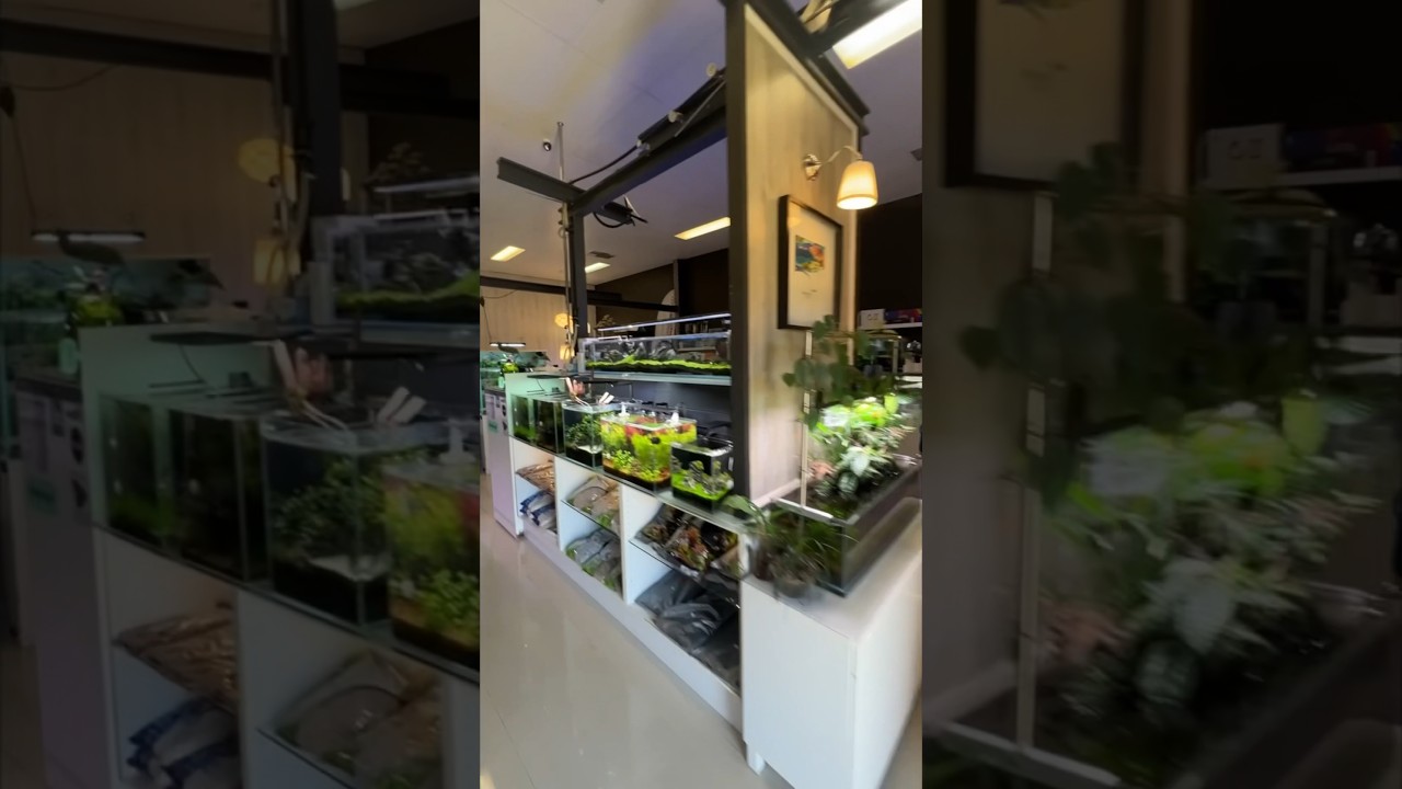 👀🔥 Aquarium Shop in 20 Seconds. #aquarium #aquatic #cool #fishtank #aquariumshop #aquascape