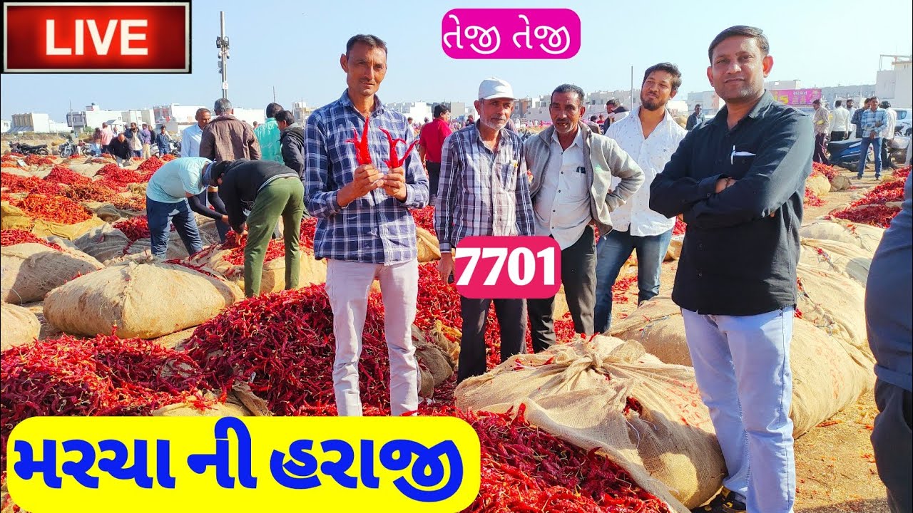 Live suki mirchi ke price 26 November 2022 ajna macha na bajar bhav Gondal marketing yard