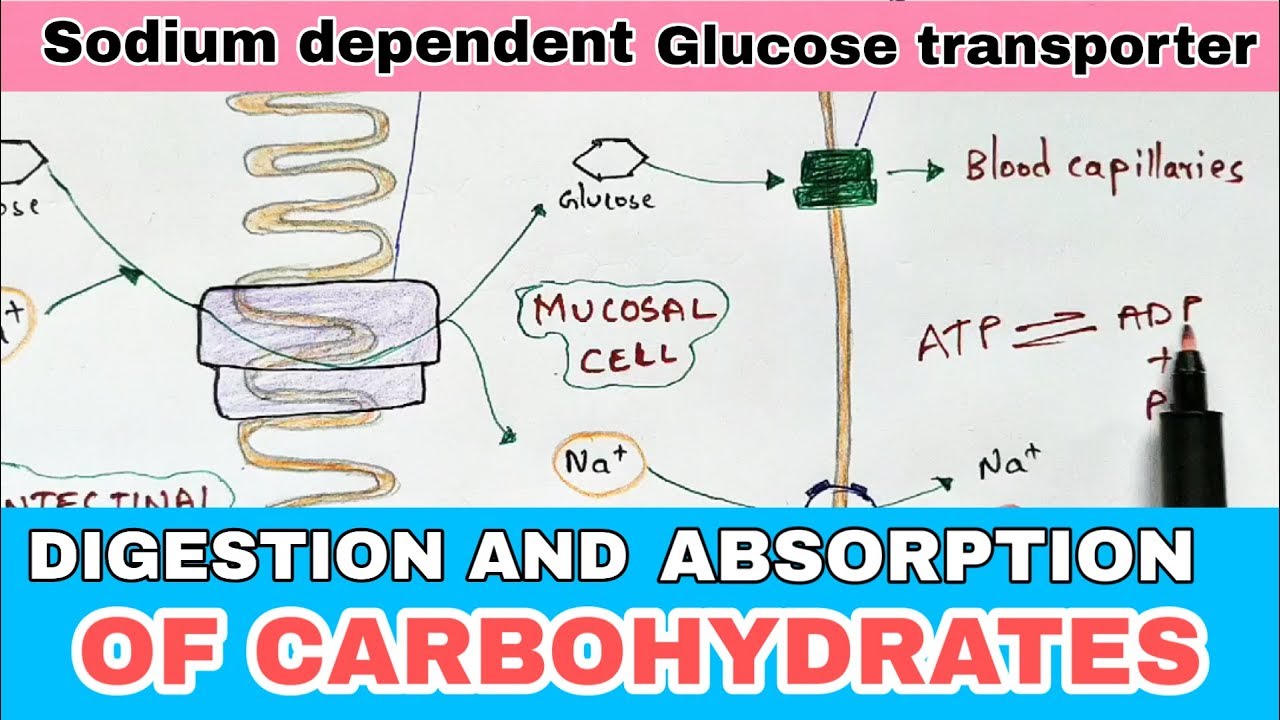 Digestion and absorption of carbohydrates| By phanindra Gupta | Bio science