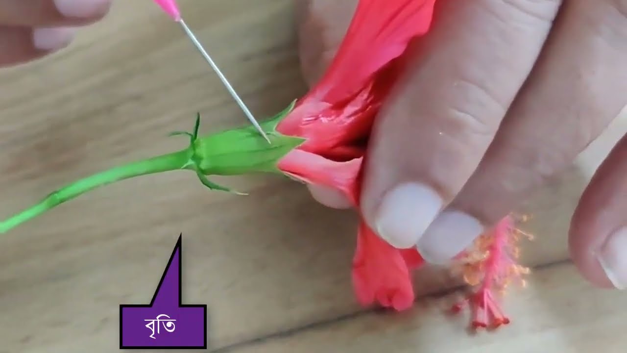 ব্যবহারিক ক্লাস, (Malvaceae গোত্র সনাক্তকরণ)।