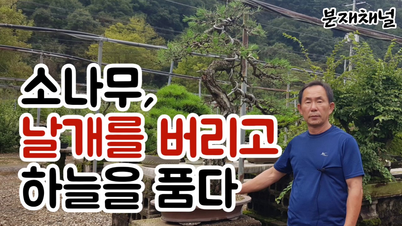 분재관리 17강  소나무의 개작(2019/ 9/ 24)