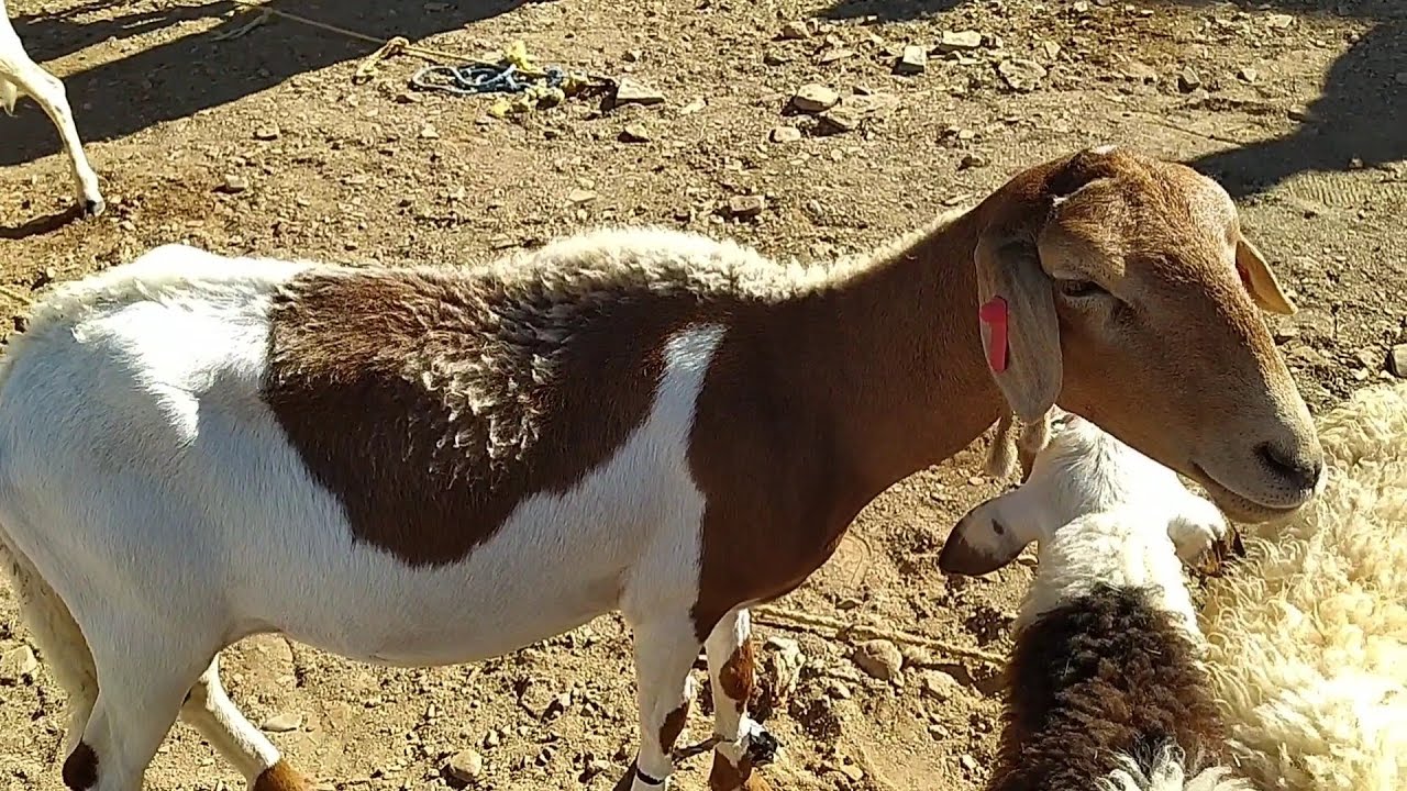 السوق الأسبوعي بأگدز زاگورة سلالة الدمان 31/10/24