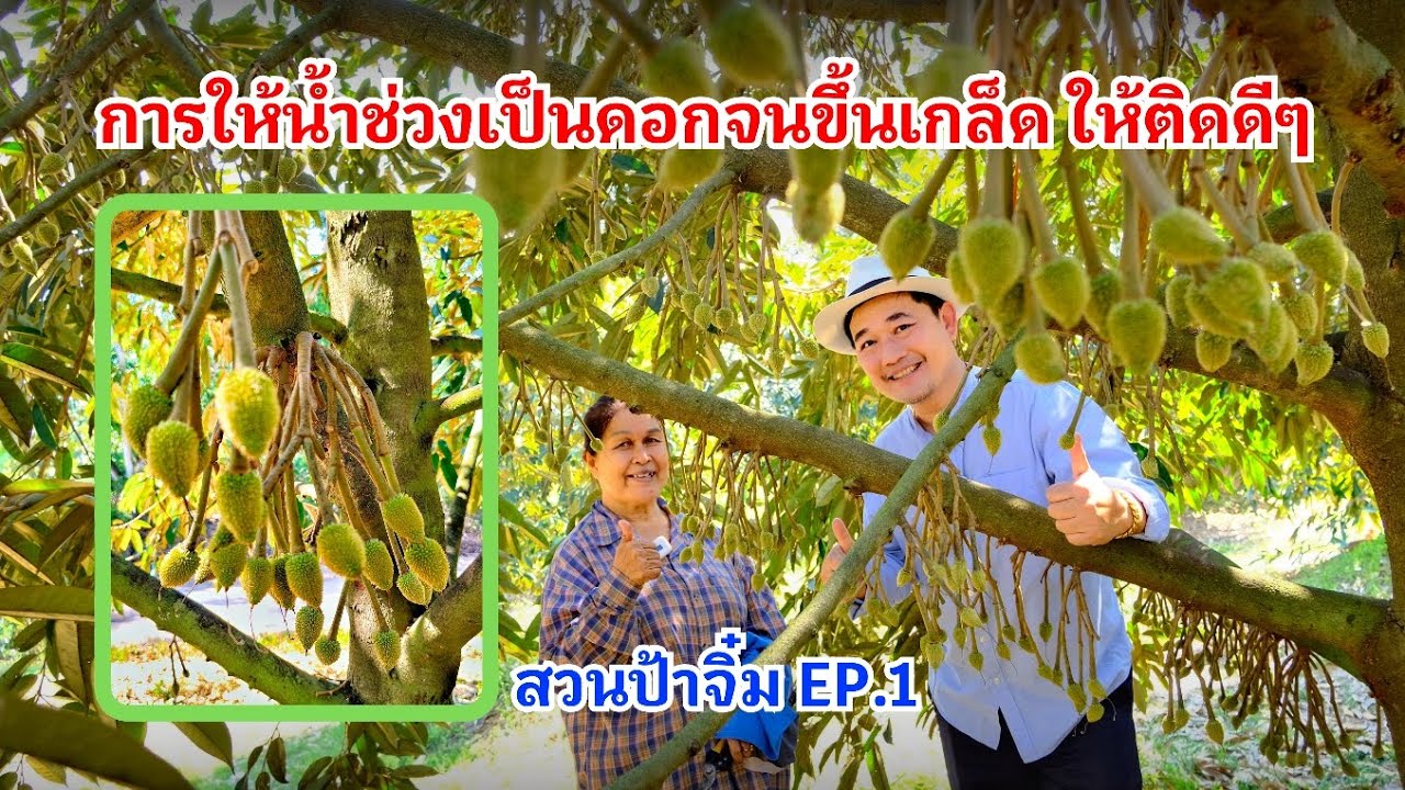 #กวินบินได้ EP.534 การให้น้ำช่วงเป็นดอกจนขึ้นเกล็ด ให้ติดดีๆ #สวนป้าจิ๋ม EP.1