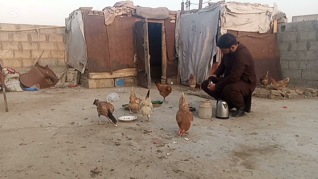 Free range birds