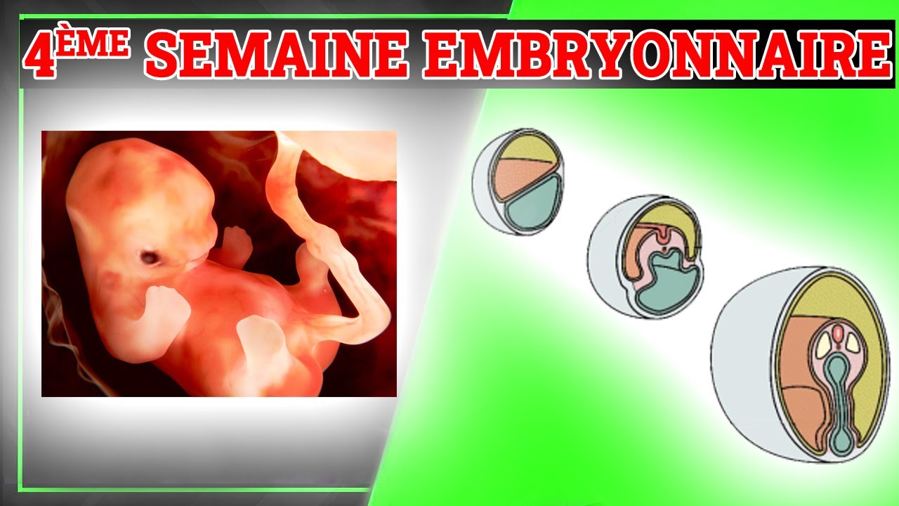 4ème Semaine du Développement Embryonnaire | Embryologie Humaine