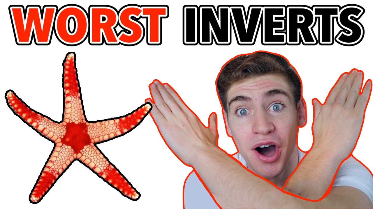 5 Inverts Beginners Should AVOID!