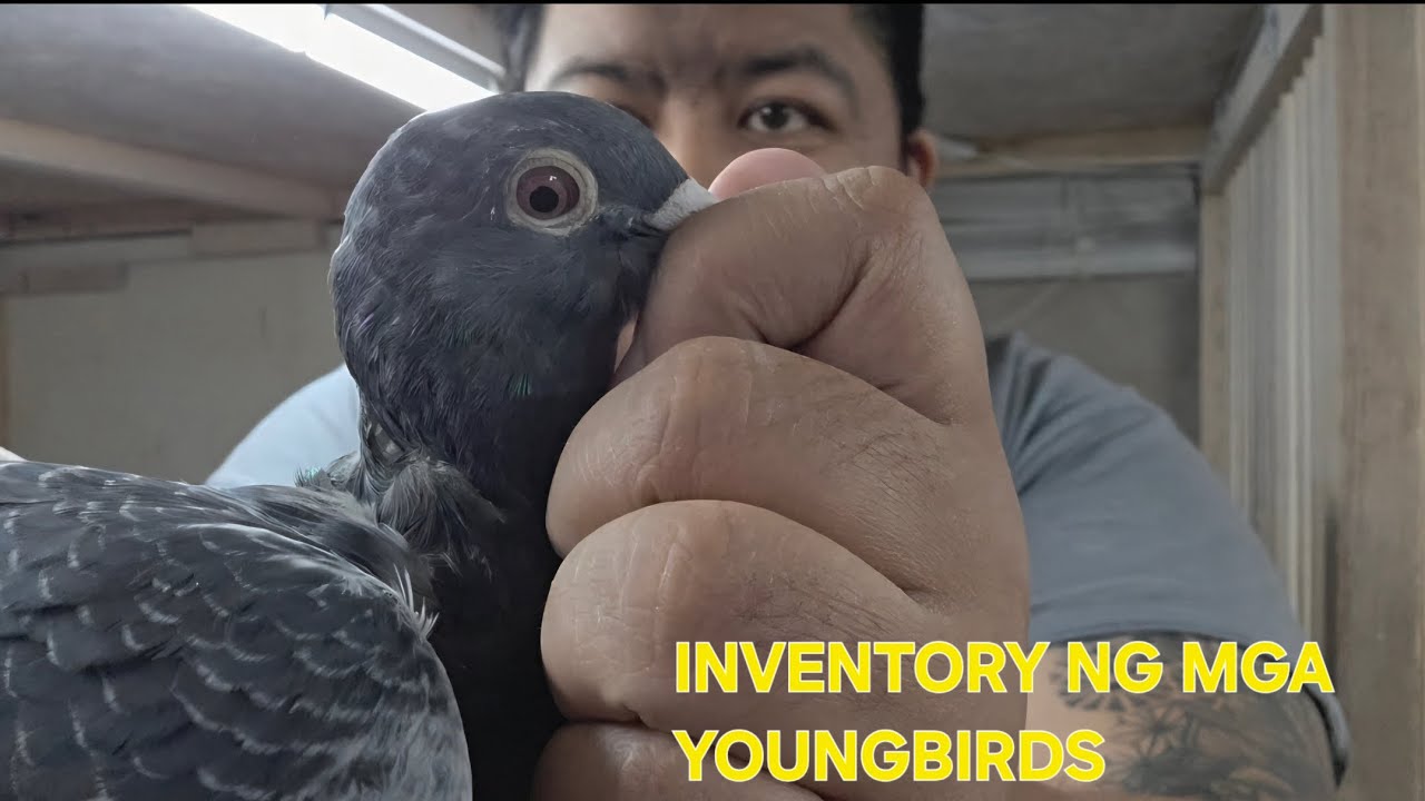 VLOG 72| PAGCHECK NG MGA LATE HATCH BIRD | CMPADUA LOFT #racingpigeon #bird #pigeon #kalapatids 