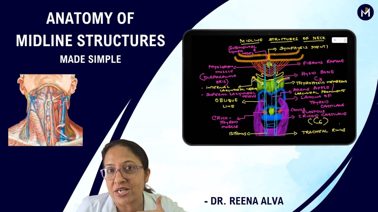 Midline structures of neck - Made simple