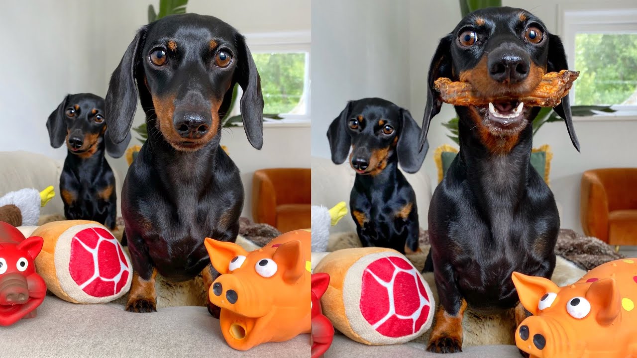 It's Loulou's birthday! 4 years old.
