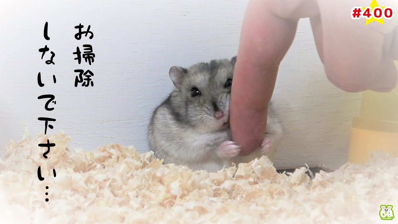 掃除をさせない様に必死にしがみついてくるハムスター