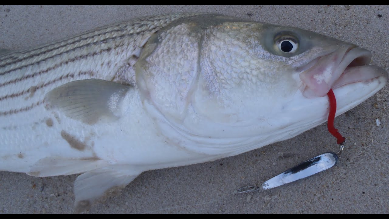 Striped Bass Surfcasting with Tin Lures