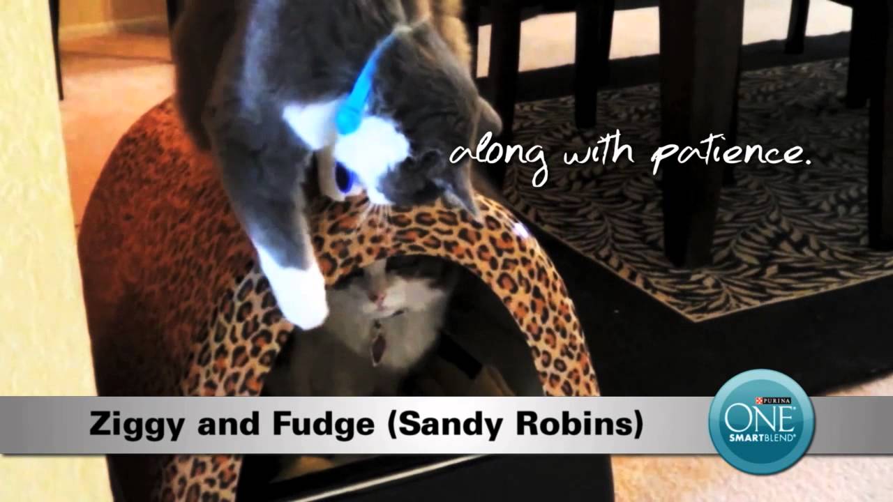 Friendly & Loyal Cats - Purina ONE&reg;