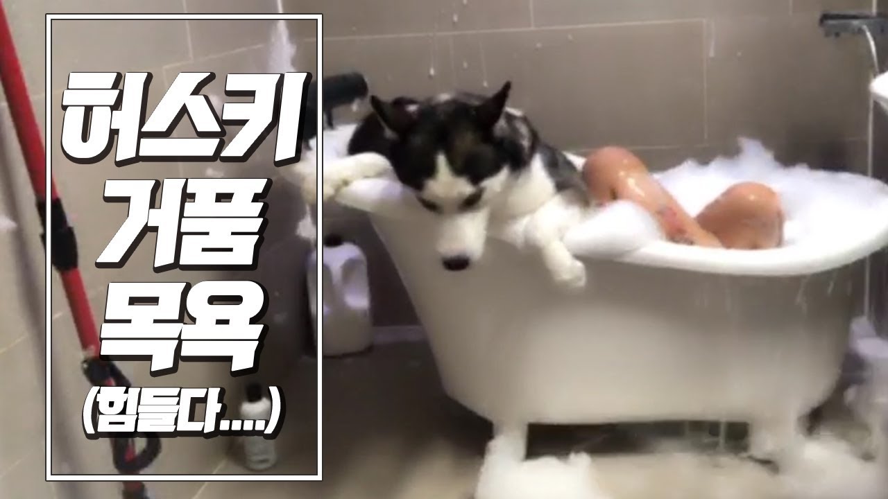[시베리안허스키 거품 목욕시키기] / 강아지 거품 목욕시키기 / 대형견 거품 목욕시키기 / 대형견 사고 / 누가 목욕하는 건지 모르겠음 / #7