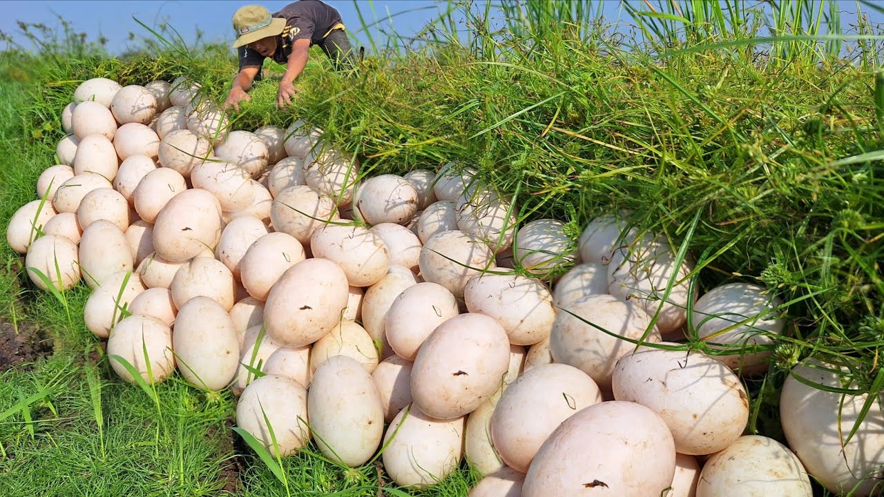 Wow Wow amazing fishing! Picking eggs in a grassy area, picking up lots of eggs.