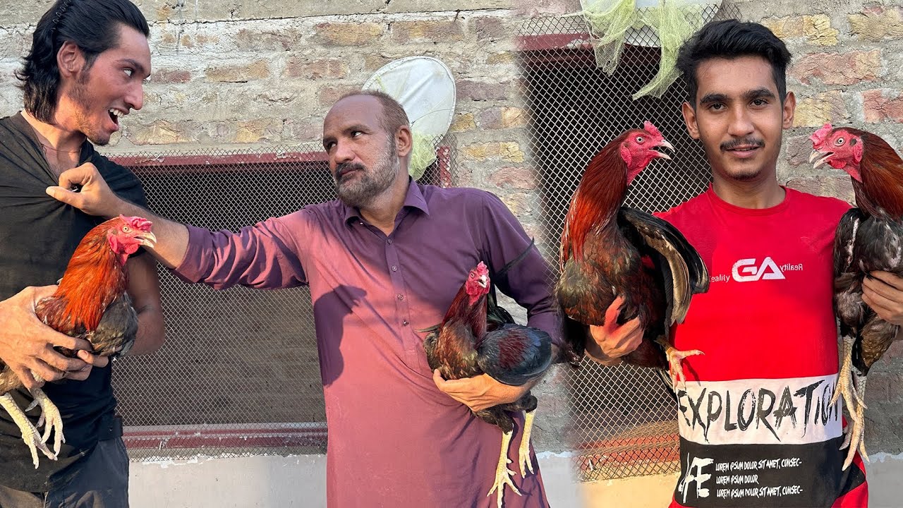 Lamboo or Mamu Na Aseel Murga Laraye 😱|| Sara Aseel Murgo Ko Khula Chor Diya😡|| Kiska Murga jeta
