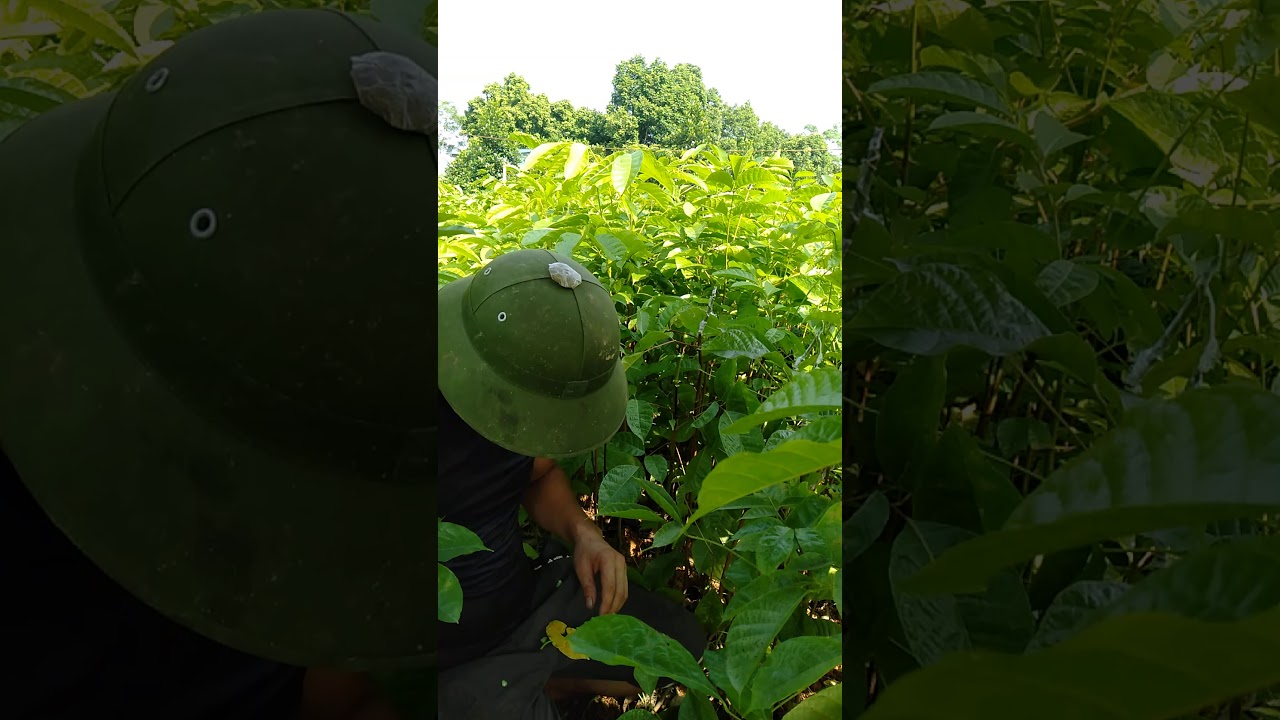 C&aacute;ch gh&eacute;p tr&aacute;m đen đơn giản v&agrave; hiệu quả cao..