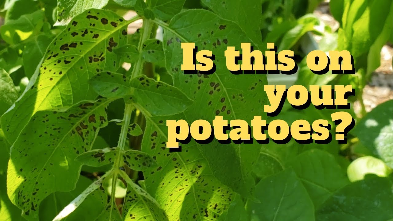 Brown Leaf Spot Control on Potatoes
