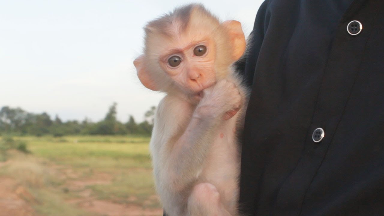 So Attentive On! Baby Monkey Abbey So Dirty Daddy Gets Him Cleaned But Abbey Running Away