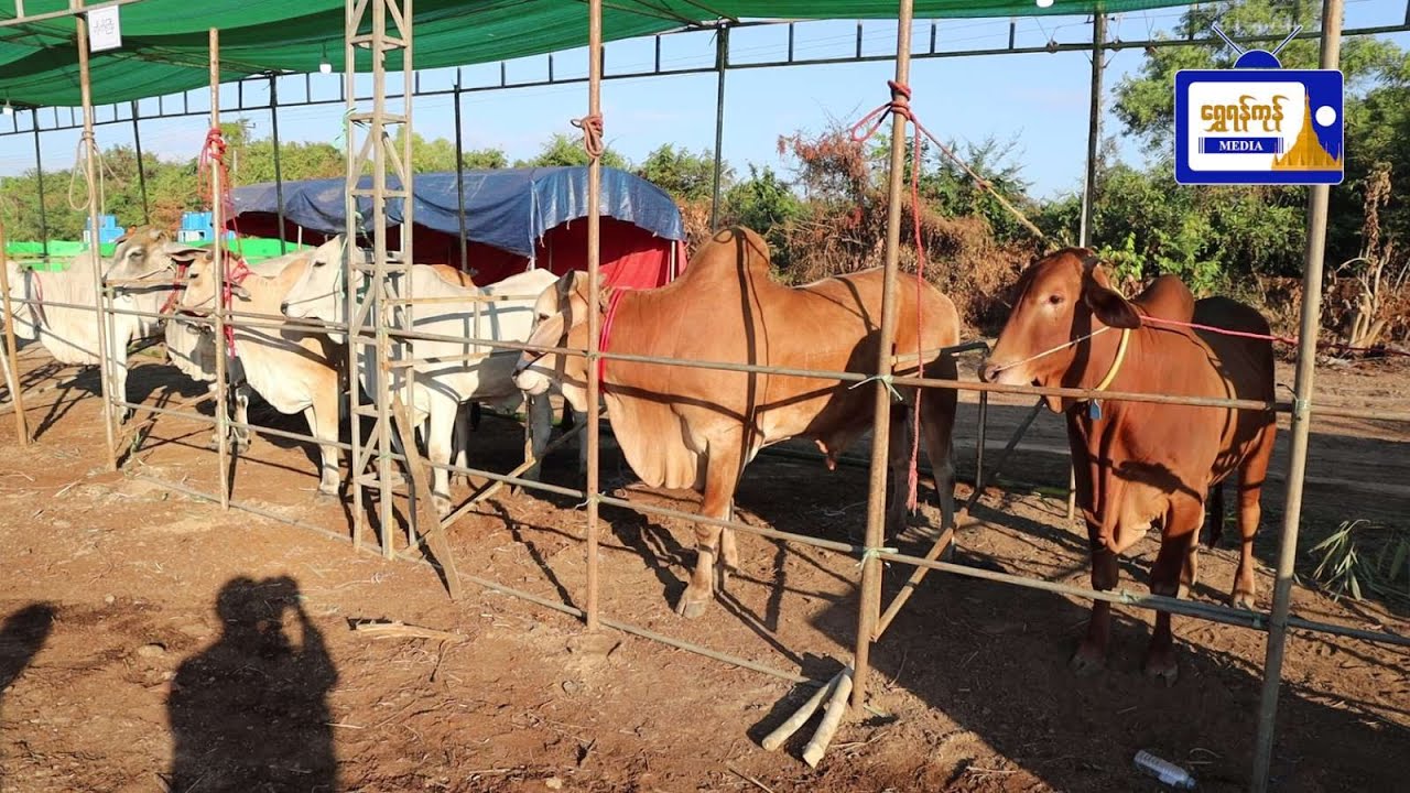 ပထမအကြိမ် မြန်မာ့နွားသိုးအလှ၊ နို့စားနွား၊ အသားစားနွားနှင့်သိုး၊ ဆိတ်ပြိုင်ပွဲ ကျင်းပခဲ့ကြောင်းသိရ