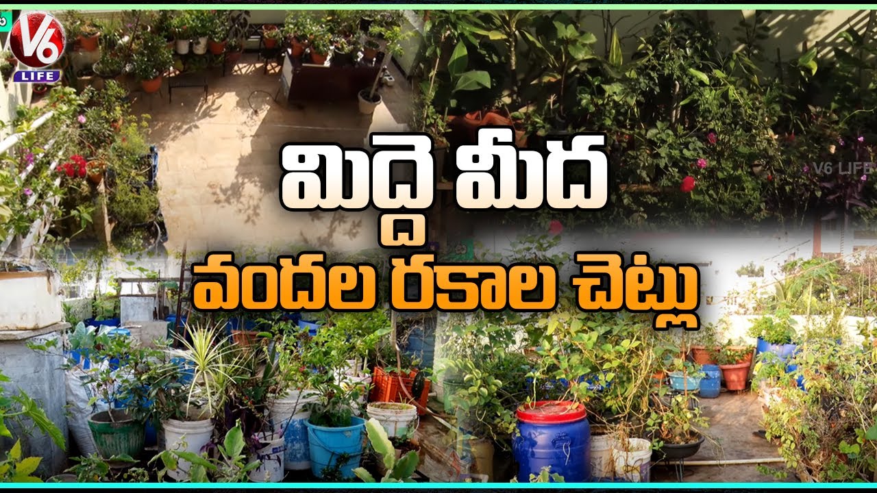 Techniques Of Growing Plants In Terrace Gardens | Midde Thota | V6 Life