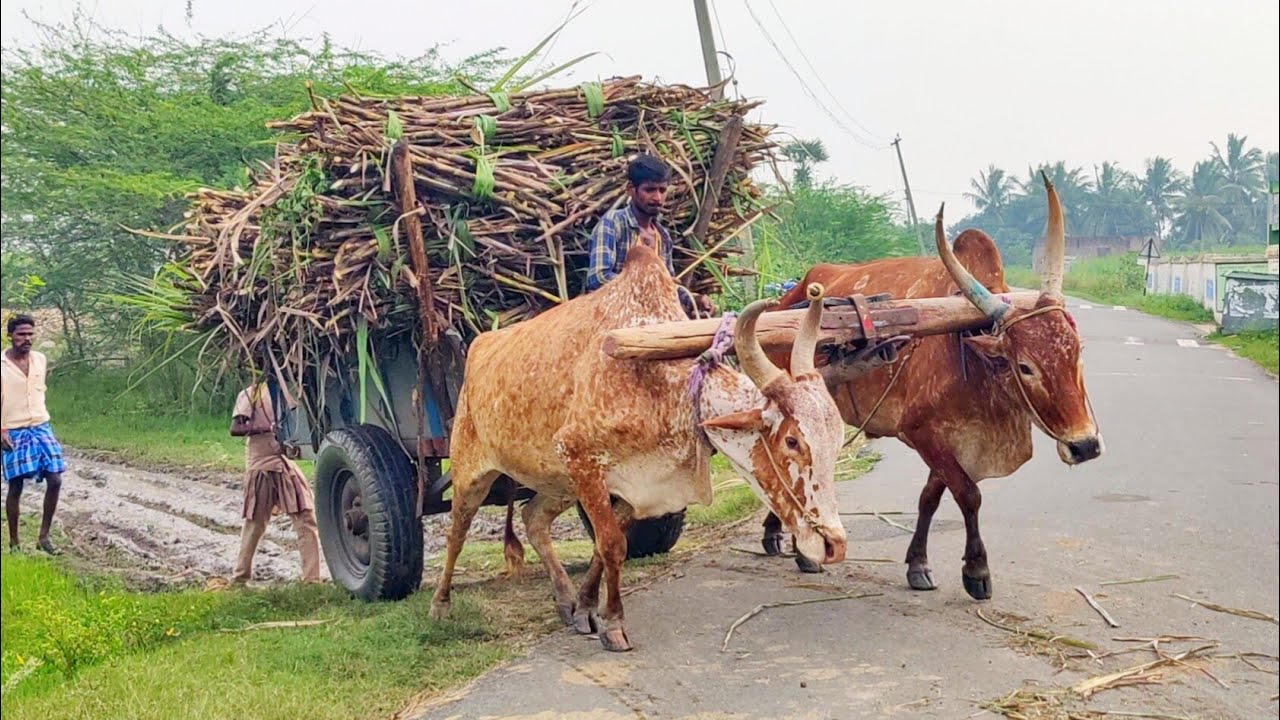 Bullock cart stuck in mud ride | Bullock cart heavy load sugarcane | cow & oxen videos #cow #cowboy