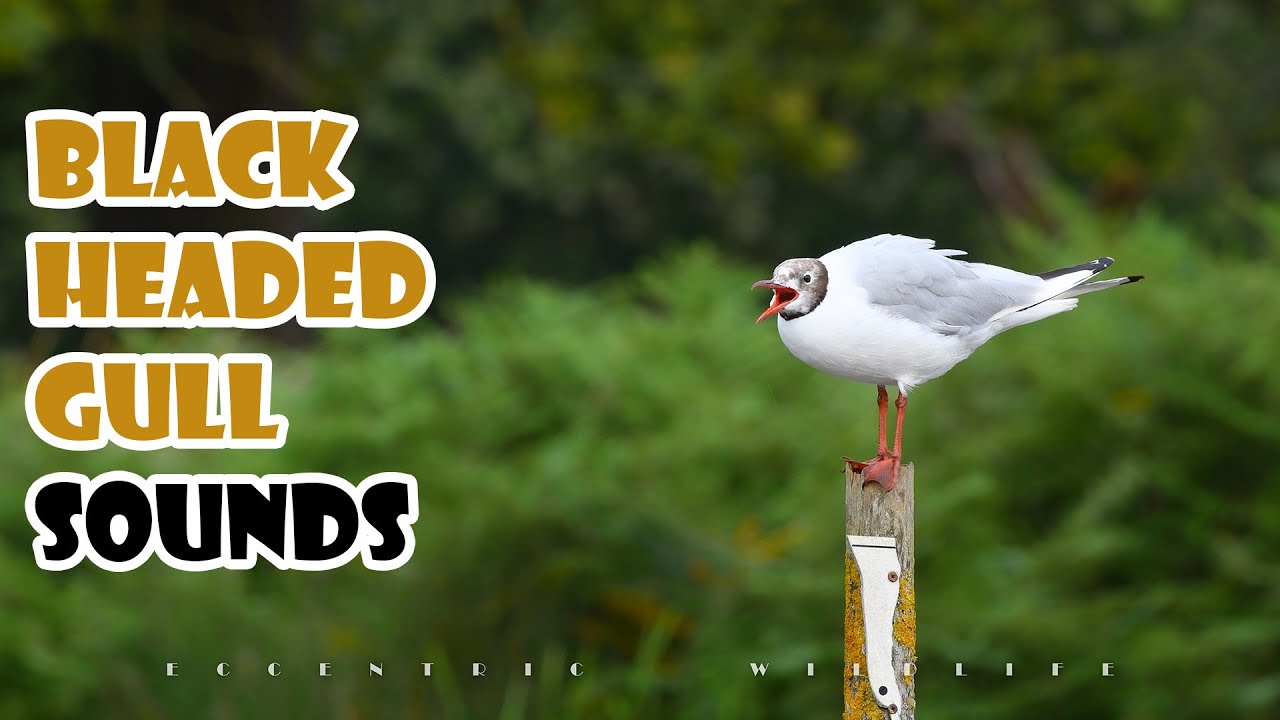Black headed gull call | Water bird calling sound | Sounds for dogs and cats | 鸥