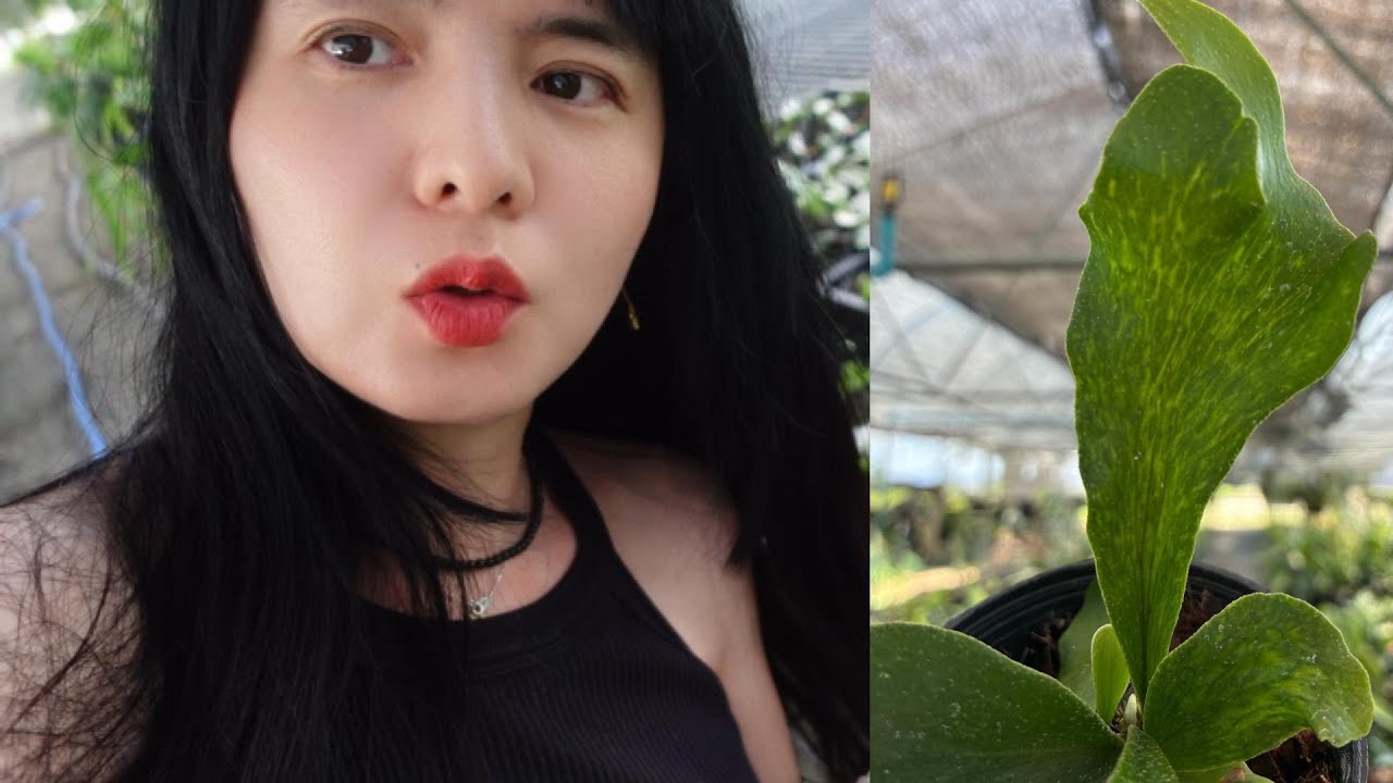 鹿角蕨叶片上不间断的白线