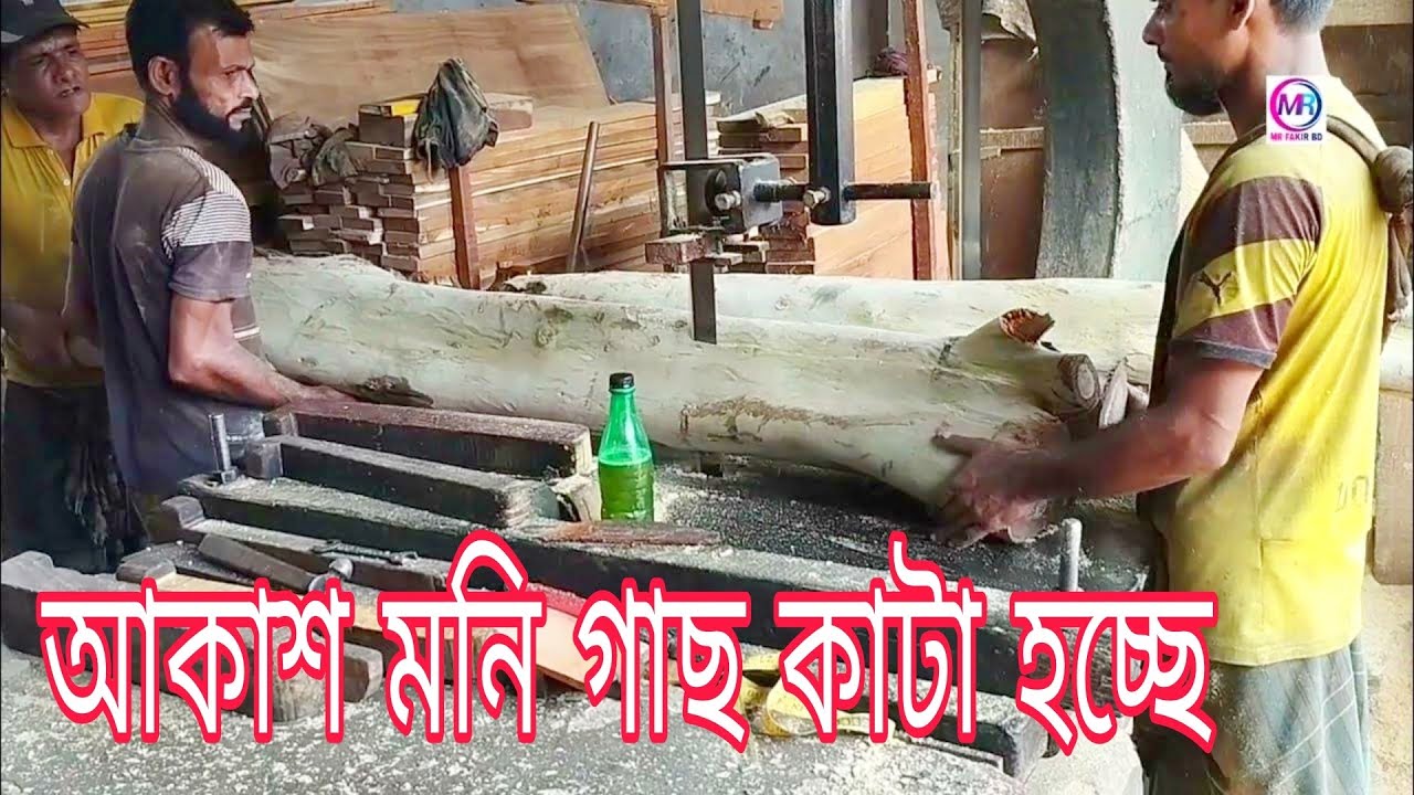 আকাশ মনি গাছ কাটা হচ্ছে How to