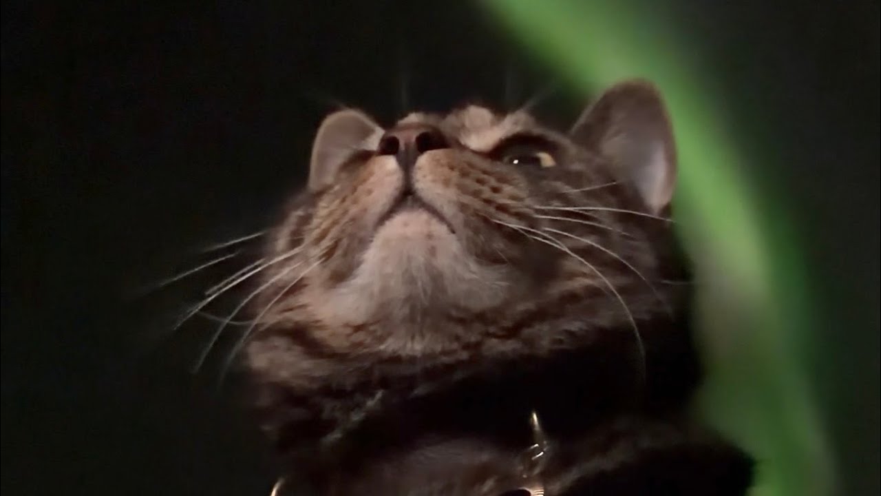 Finally Haitang and I saw the great aurora outburst in the Arctic—cat’s world tour.终于我跟海棠在北极看到了极光大爆发