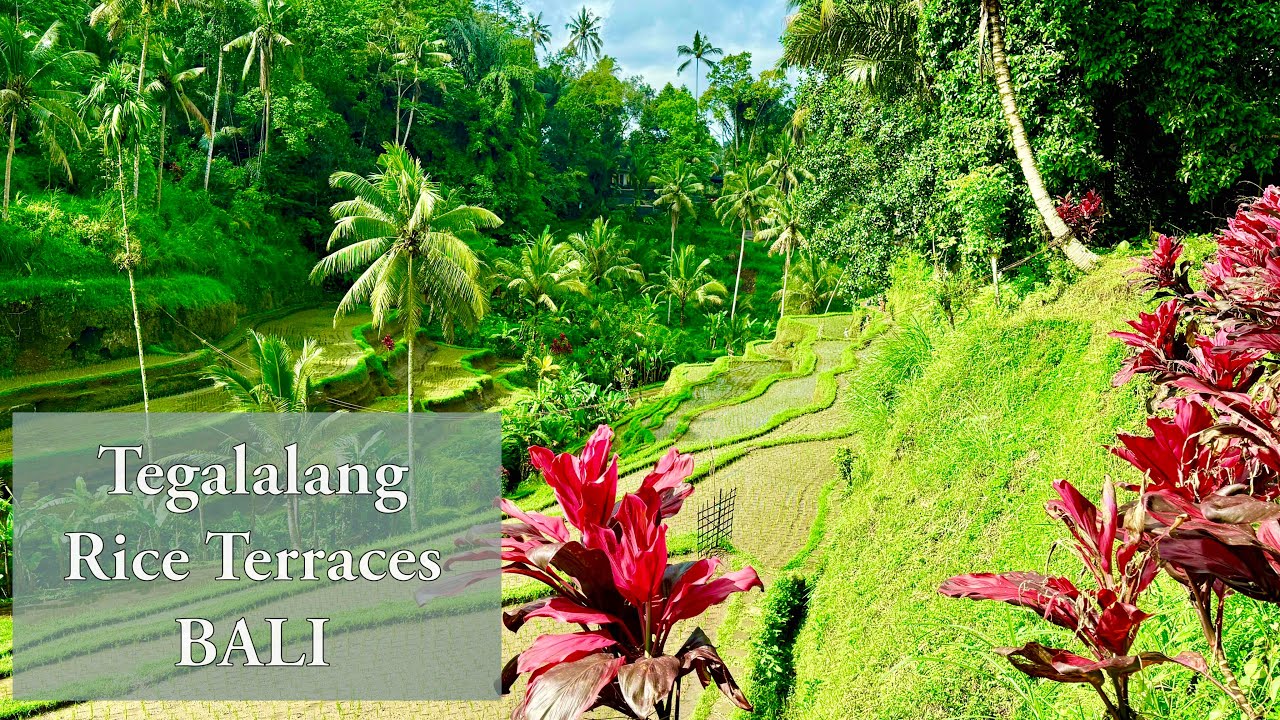 Tegalalang Rice Terraces, Bali - Drone View (4K) 