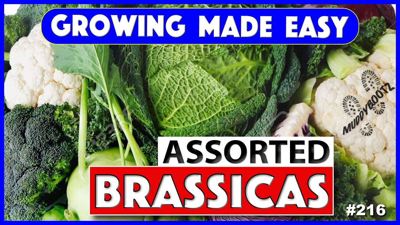 🌻216 🌻 Brassicas from Seed 🌻 Growing Made Easy 🌻 A Step by Step Guide
