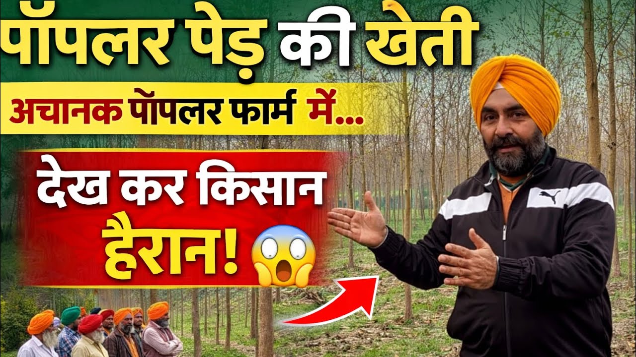 Poplar ki kheti dekhne aaye kisan growth dekh hue hairan || पॉपलर की खेती देखने आए किसान हुए हैरान |