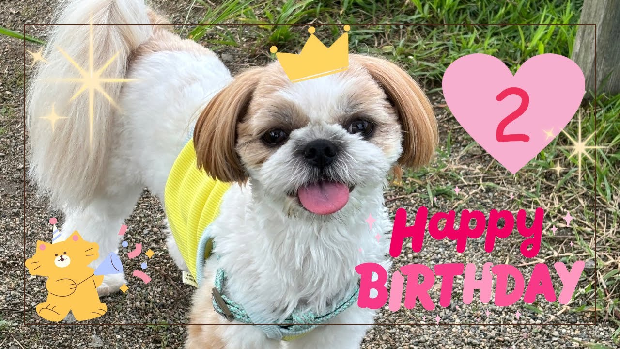 HAPPY BIRTHDAY LOVE❤️ラブちゃん祝2歳のまとめ✨