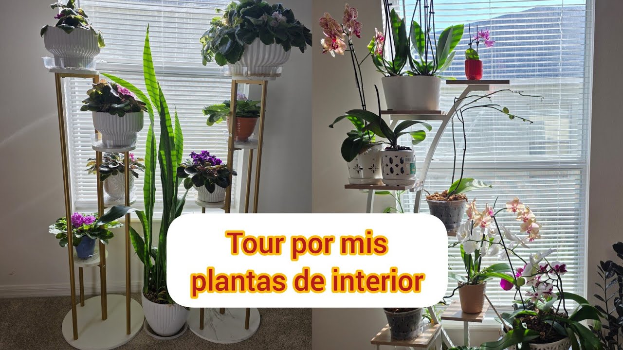 Tour de Plantas de Interior: ¡Inspírate!