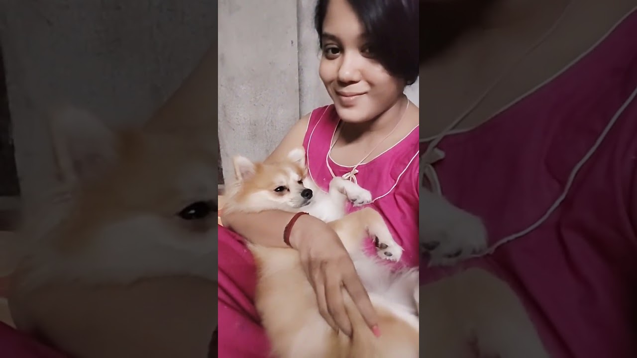 কেমন কোলে ঘুমোচ্ছে দেখো সবাই 🐾🐕 #dogbreed ❤️ #kido #funny #pomdog #pets #pomeranian