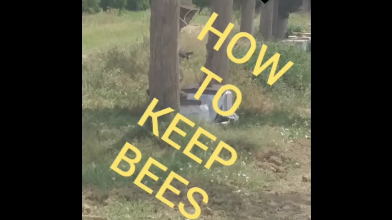 How to keep bees