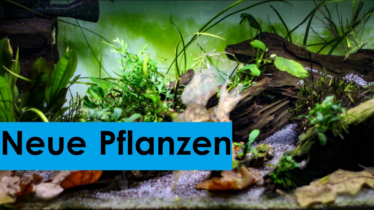 Neue Pflanzen (Bolbitis Difformis) von Wasserflora im 54l Flusskrebs-Aquarium + Wasserwechsel