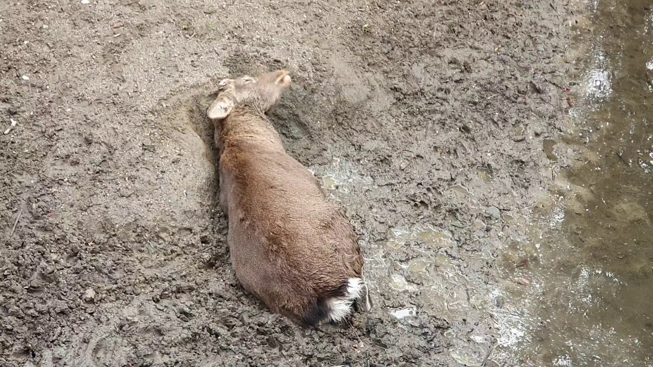 Nara Japan Deer taking a mud bath