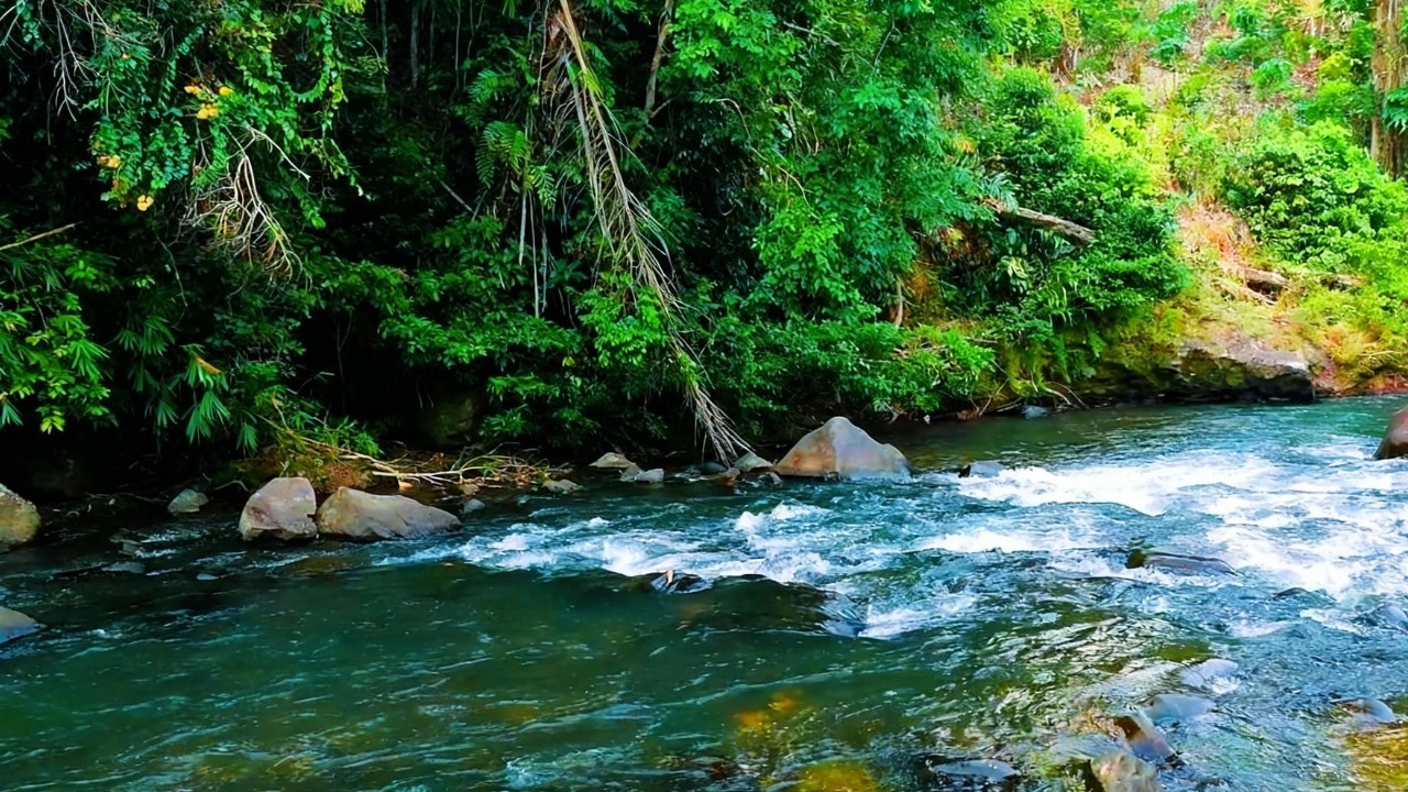 Gentle River Sounds in Nature | White Noise for Relaxation