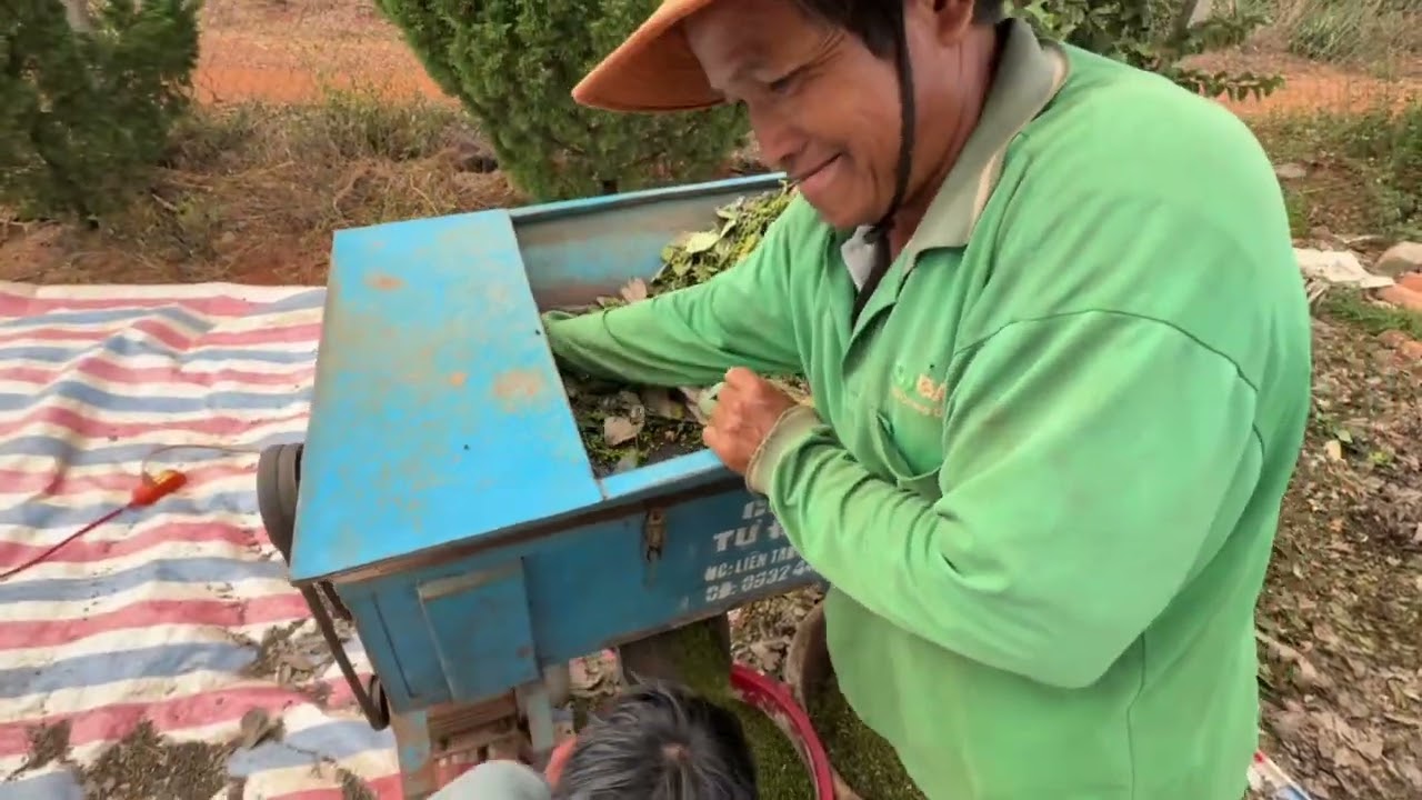 Giá tiêu khô 150k/1kg nông dân thu tiền tỷ mỗi héc ta