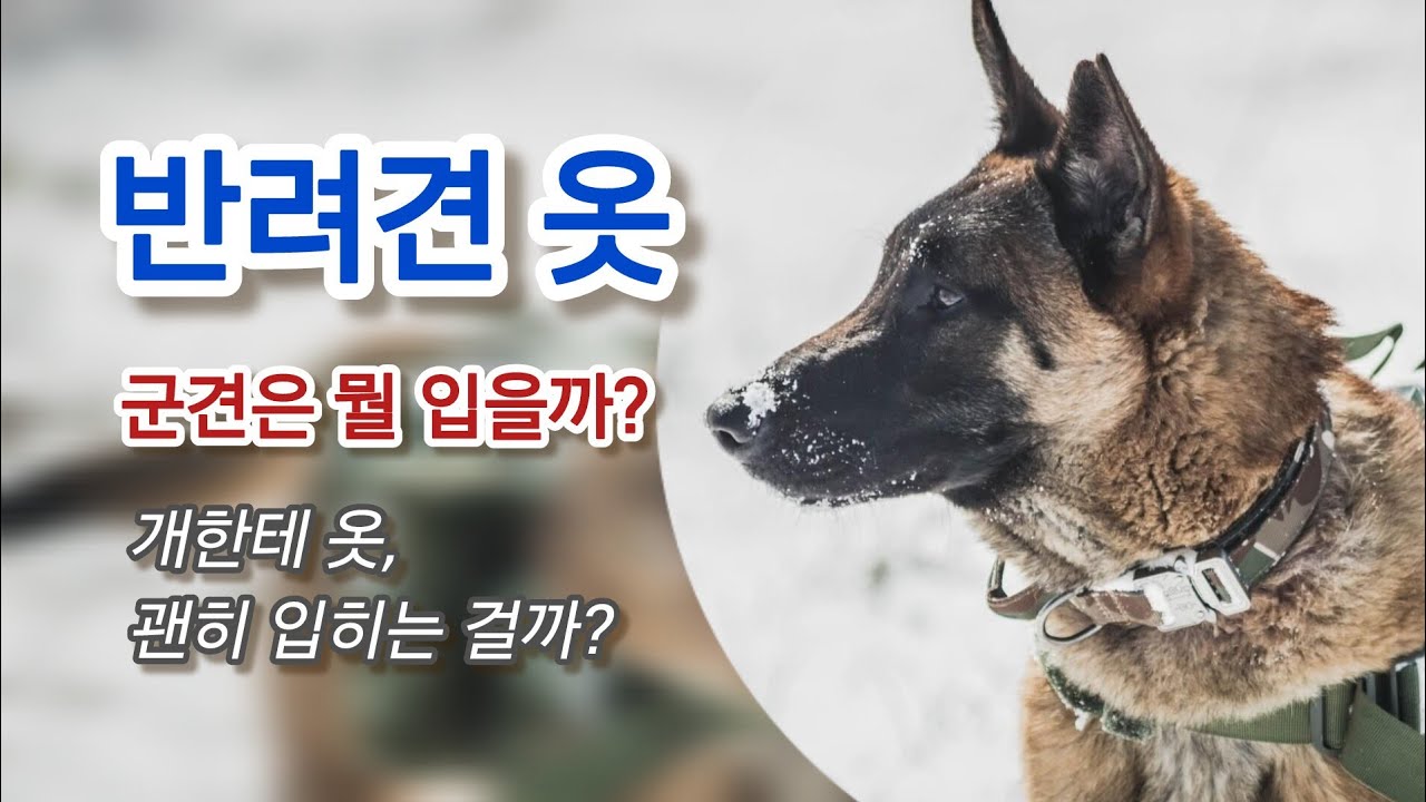 개 옷 입히는 순간, 건강을 망칠 수도 있다