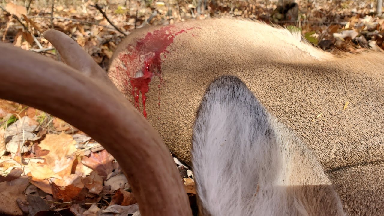 Deer Hunting 2019 - West Virginia Public Land Buck Shot on Film