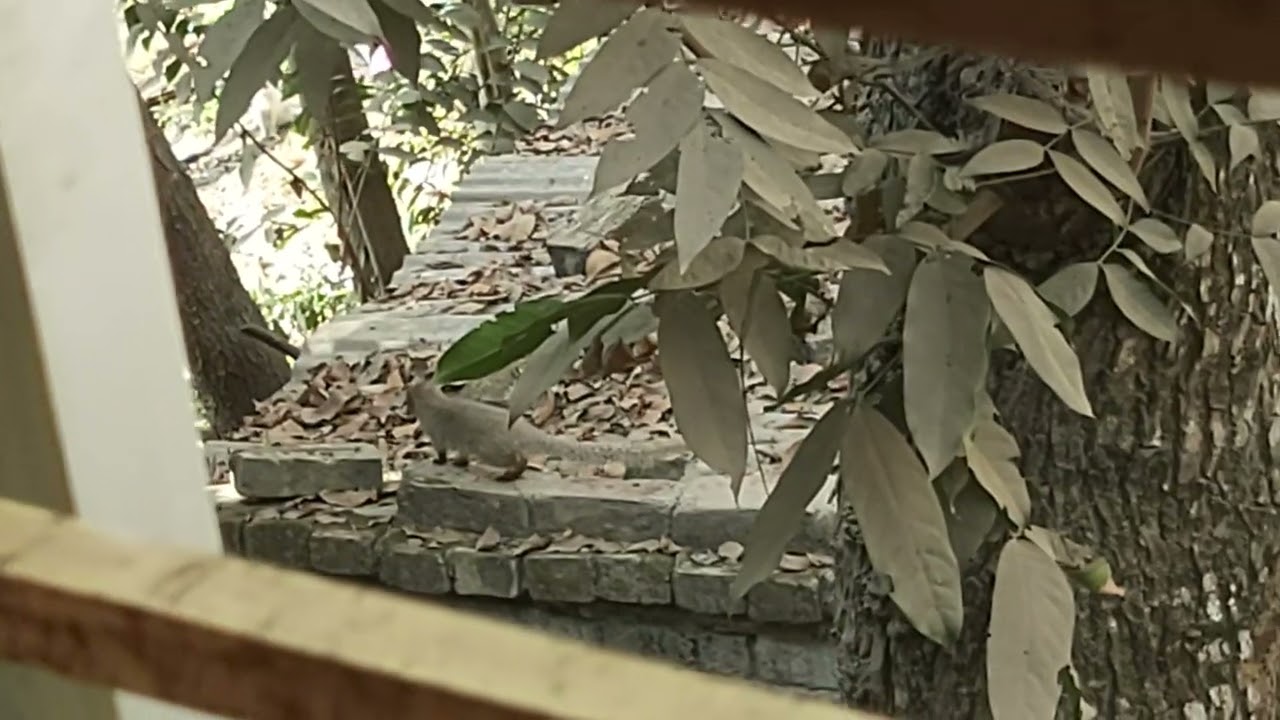 বেজীর বাচ্চা কে গভীর ভাবে পর্যবেক্ষণ...