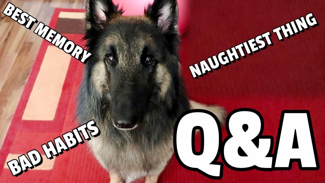 Q&A with My Belgian Shepherd Dog